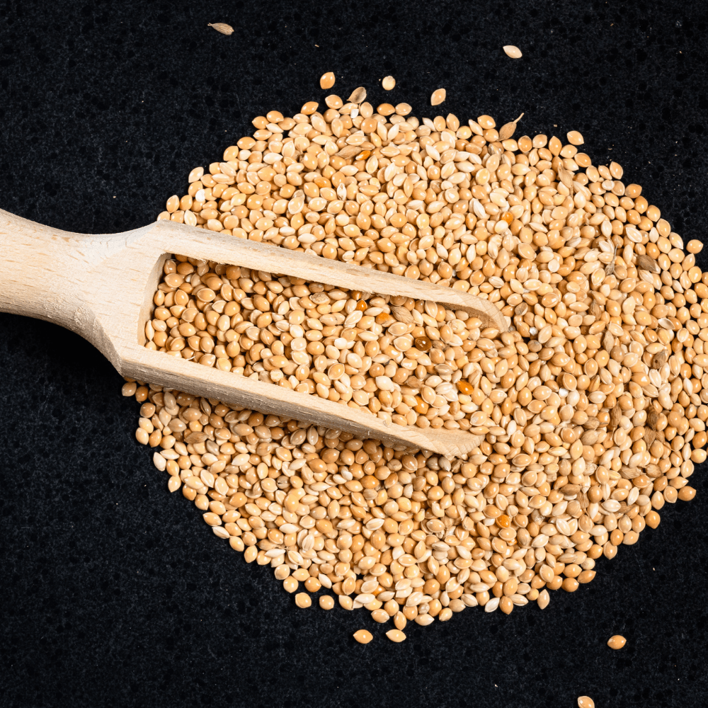 Proso Millet: A Nutrient-Rich Treasure for Health and Taste - Wildermart